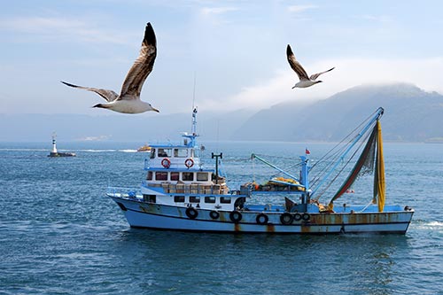 Delicacies from the seas